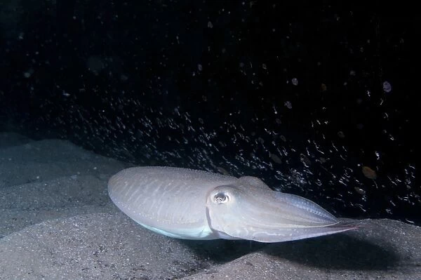Common cuttlefish Sepiida