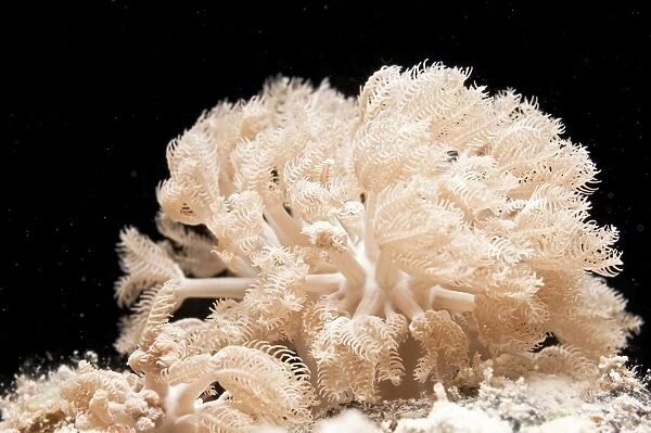 Coral Polyp Ras Mohamme closeup