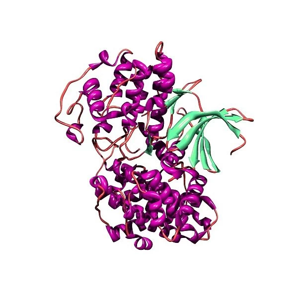 Cyclin-dependent kinase 2 enzyme
