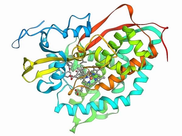 Cytochrome P450 complex F006  /  9669