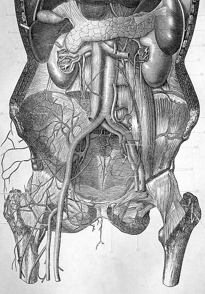 Deep abdominal organs, 1880 artwork C017  /  6913
