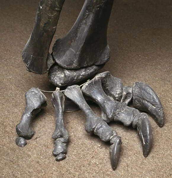 Diplodocus dinosaur, fossil foot bones C016  /  5017