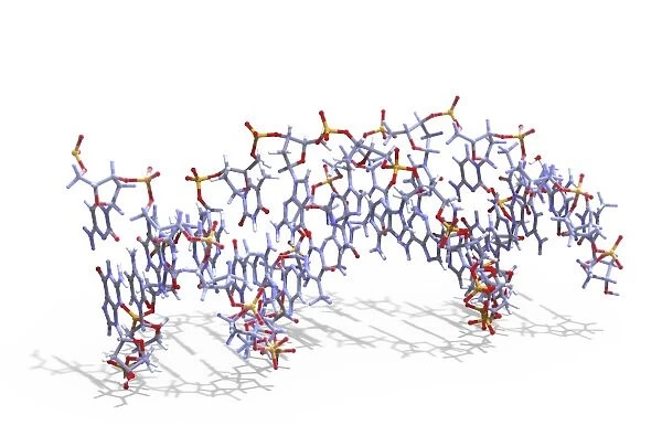 DNA molecule F008  /  3657