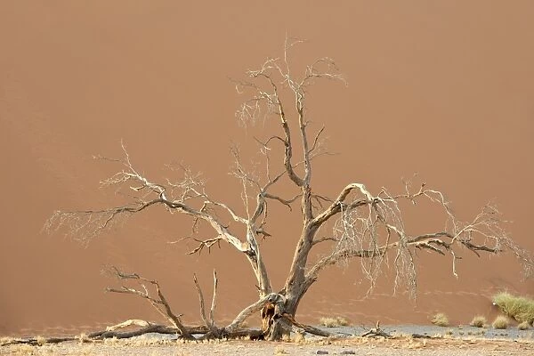 Dune in Namib-Naukluft National Park C018  /  9326