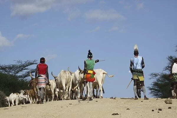 Ethiopia, Hamer Tribe herding cattl