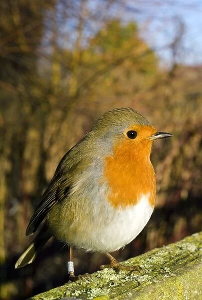 European robin perched on a wooden fence