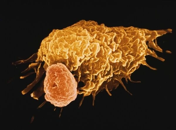False-colour SEM of a macrophage & lymphocyte