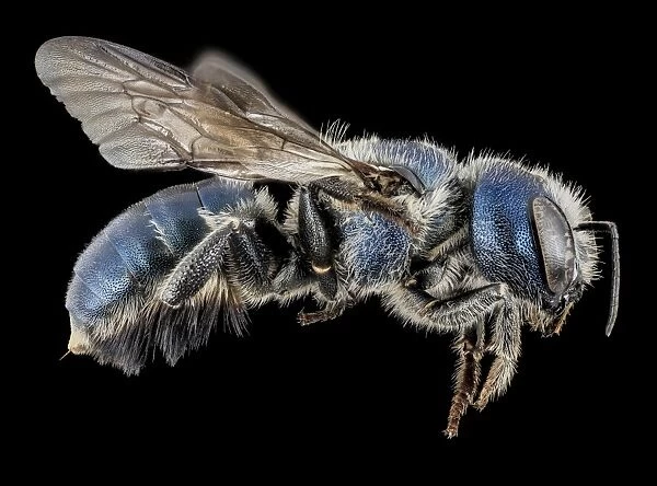 Female mason bee C018  /  3588
