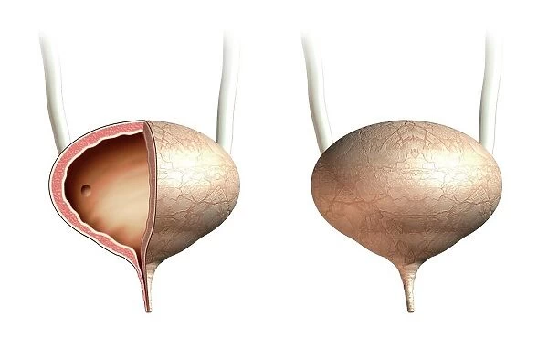 Female urinary bladder, artwork