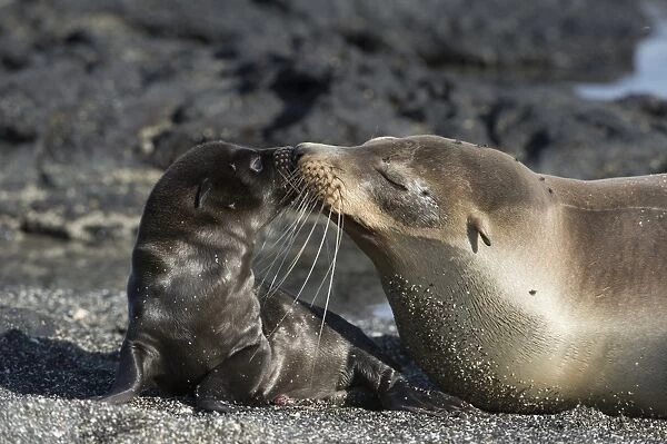 Galapagos fur seals C016  /  9495