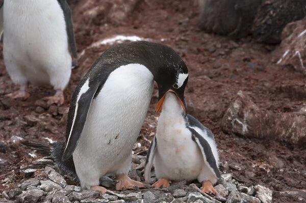 Gentoo penguin feeding its chick C016  /  8080