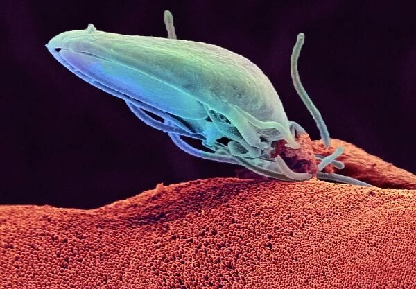 Giardia protozoan, SEM C016  /  9398