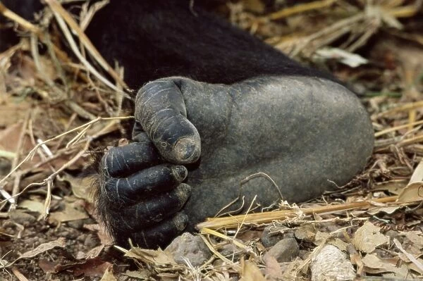 Gorillas foot