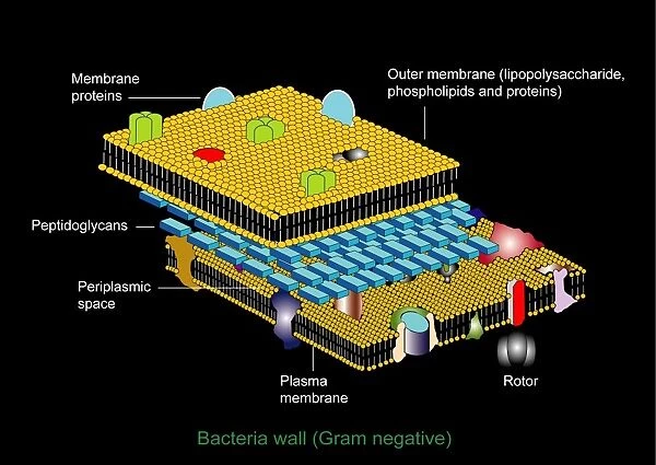 Gram negative cell wall, artwork
