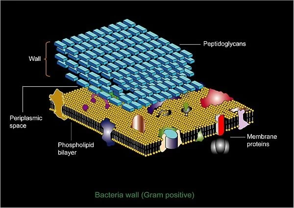 Gram positive cell wall, artwork