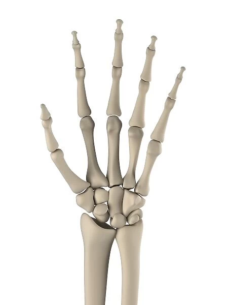 Hand bones, artwork F006  /  2327