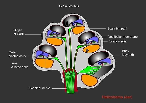 Helicotrema cochlear structure, diagram