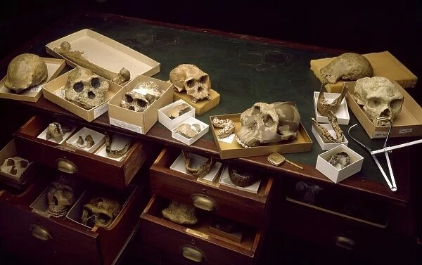 Hominid fossil collection C016  /  5104