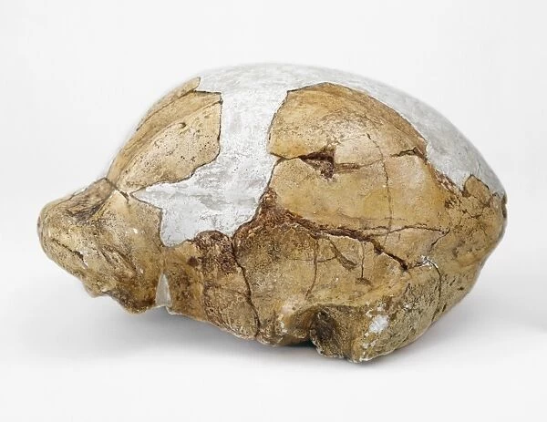 Homo erectus cranium (OH 9) C016  /  5096