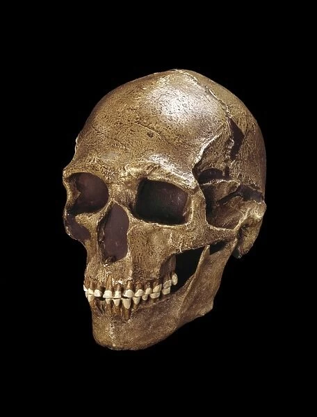 Homo sapiens skull (Predmosti 3) C016  /  4969