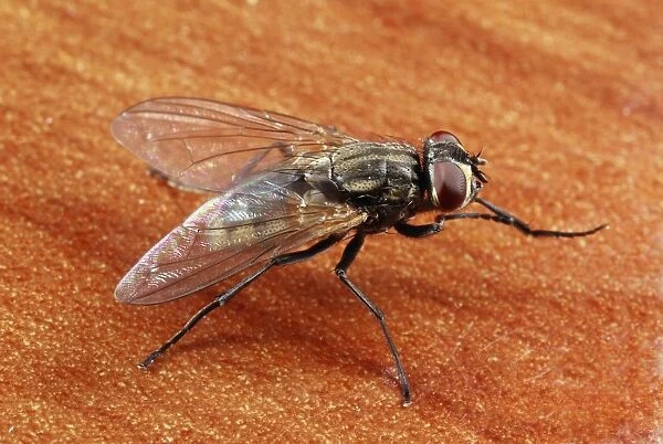 House fly. The house fly (Musca domestica) is the most common of all domestic flies