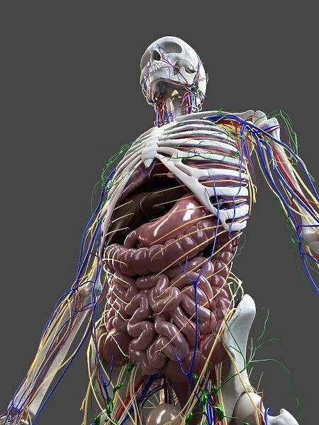 Human anatomy, artwork
