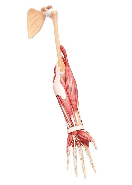Human arm musculature, artwork F007  /  5764