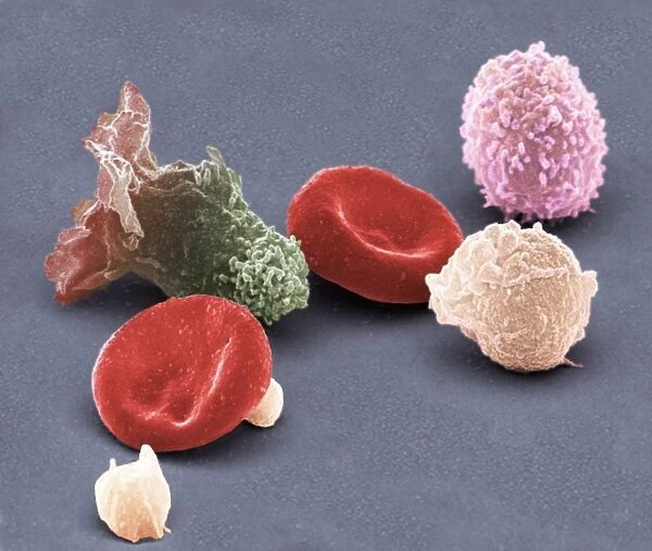 Human blood cells, SEM