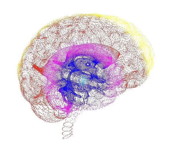 Human brain, conceptual artwork