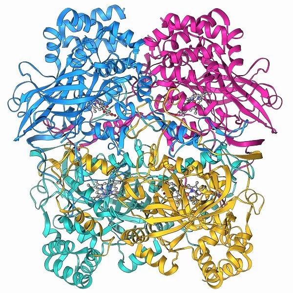 Human catalase, molecular model F006  /  9478