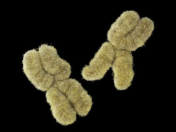 Human Chromosomes pair No. 1, SEM