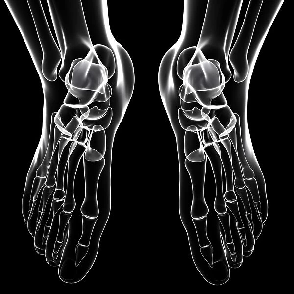 Human foot bones, artwork F007  /  3824