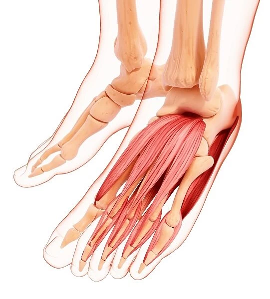 Human foot musculature, artwork F007  /  1832