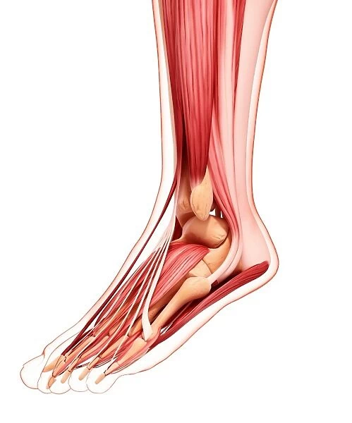 Human foot musculature, artwork F007  /  4843