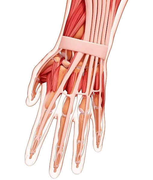 Human hand musculature, artwork F007  /  5431