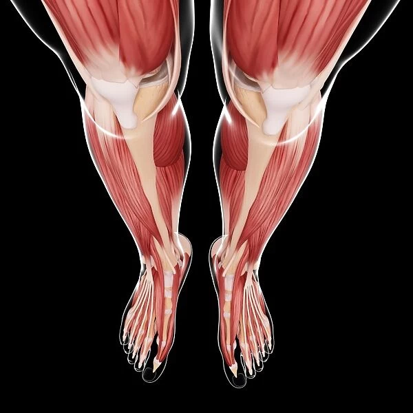 Human leg musculature, artwork F007  /  0974