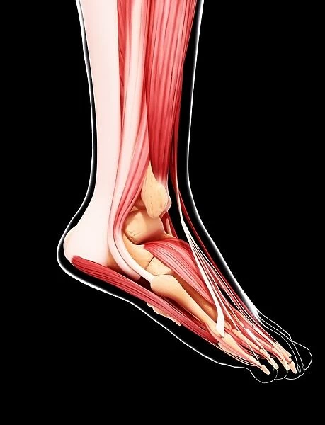 Human leg musculature, artwork F007  /  1306