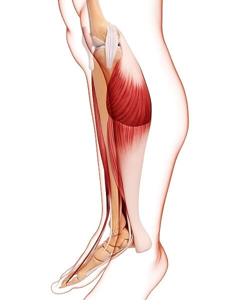Human leg musculature, artwork F007  /  1930