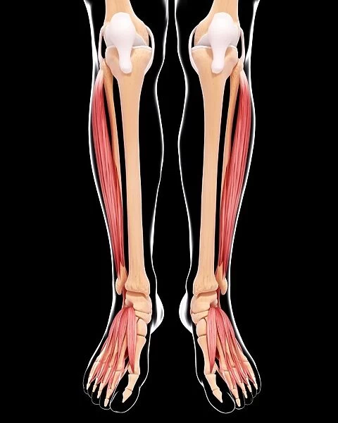 Human leg musculature, artwork F007  /  2132