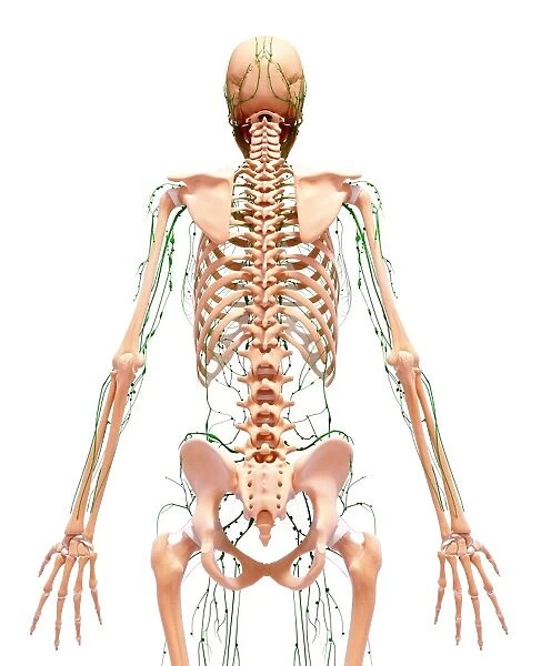 Human lymphatic system, artwork F007  /  2085