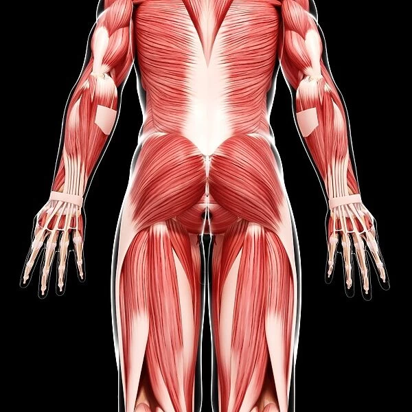 Human musculature, artwork F007  /  2857