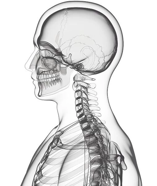 Human skeleton, artwork F007  /  2443