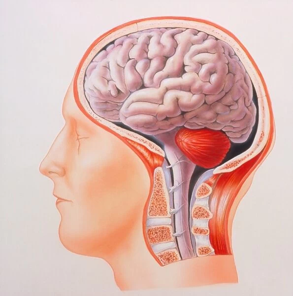 Illustration of the whole brain in the human head