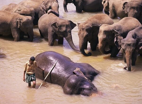 Indian elephant bathing