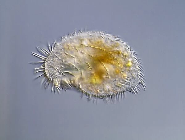 Kerona protozoan, light micrograph