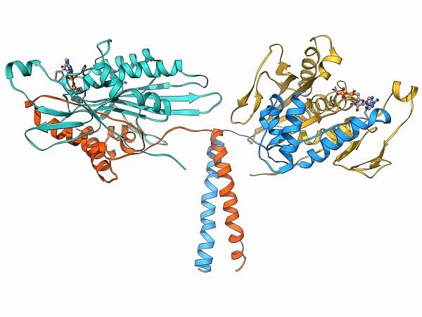 Kinesin motor protein F006  /  9693