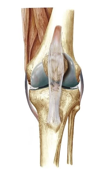Knee bones and ligaments, artwork C016  /  7012