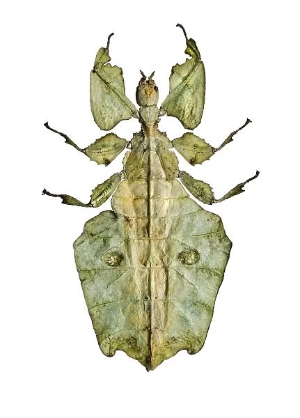 Leaf insect C016  /  2231