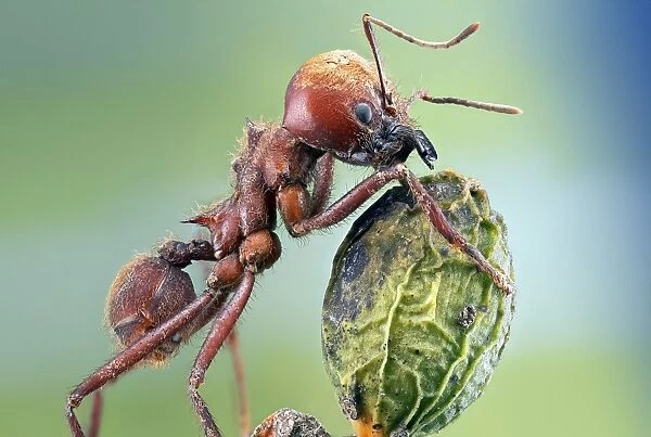 Leafcutter ant C018  /  2486
