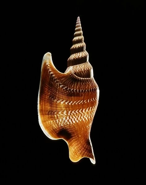 Listers conch shell